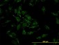 CFL2 Antibody (monoclonal) (M03)